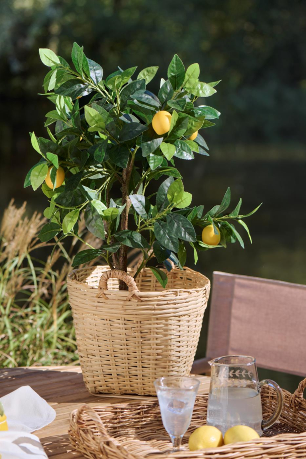 Sitrontre i potte - Image 2