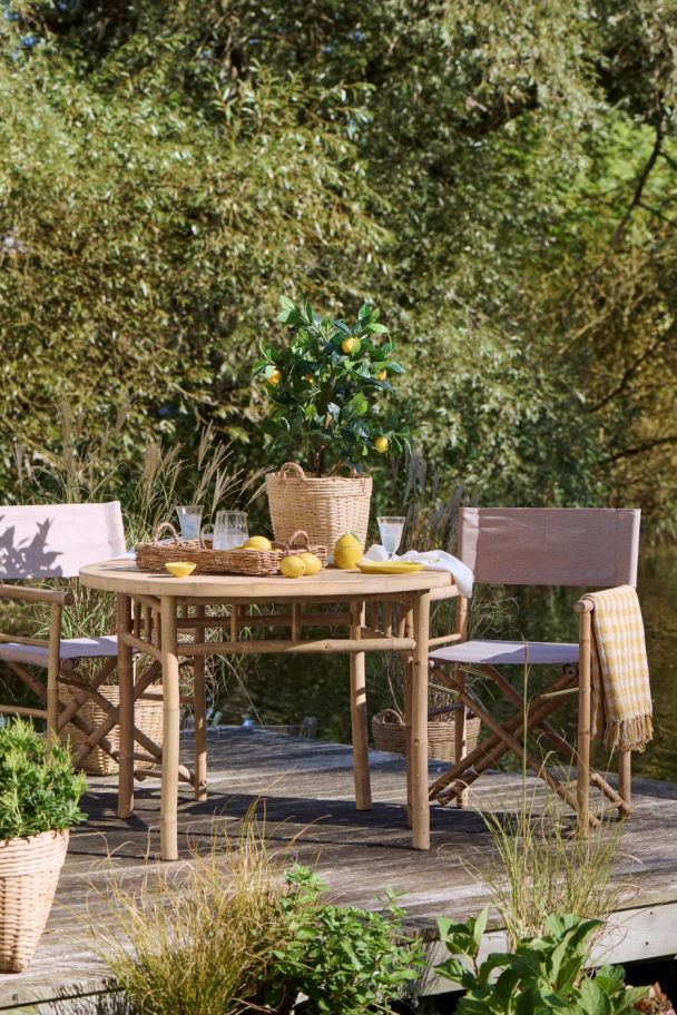 Sitrontre i potte - Image 4