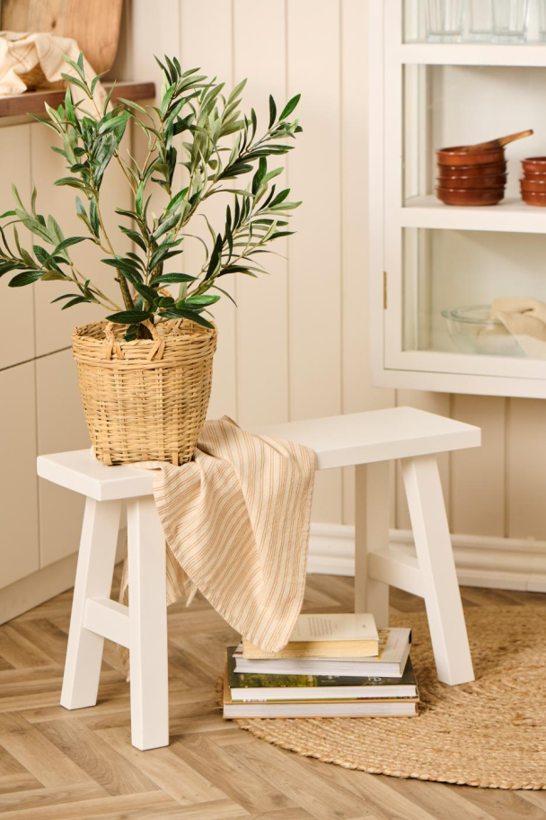 Olivenbusk i potte - Image 2