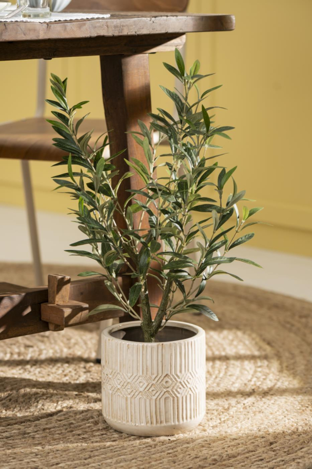 Olivenbusk i potte - Image 3