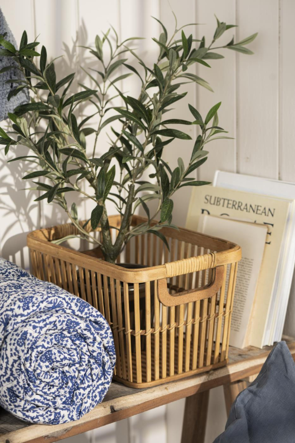 Olivenbusk i potte - Image 4