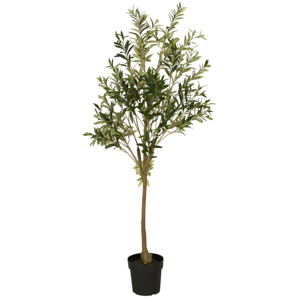 Oliventre i potte 166cm - Image 1