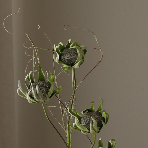 Grønn Protea blomst - Image 2