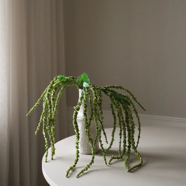 Grønn Amarant blomst - Image 2