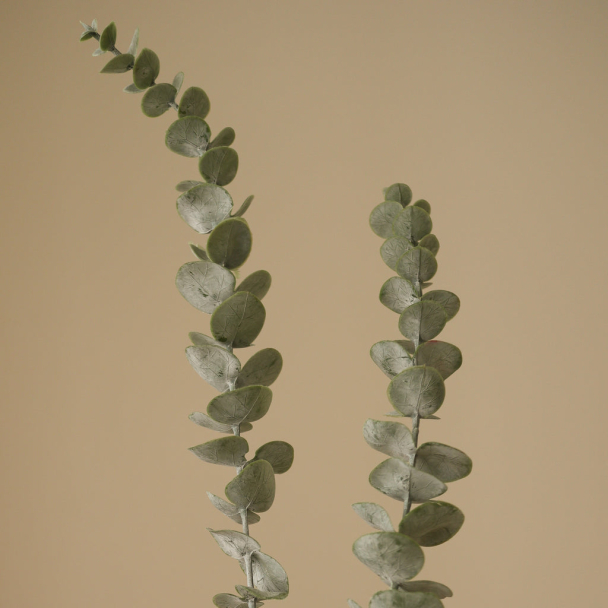 Grønn Eukalyptus - Image 2