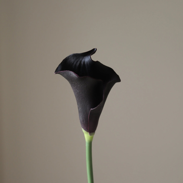 Svart Calla Liljeblomst - Image 3
