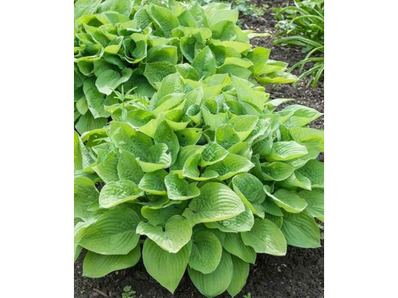Hosta 'August Moon'  