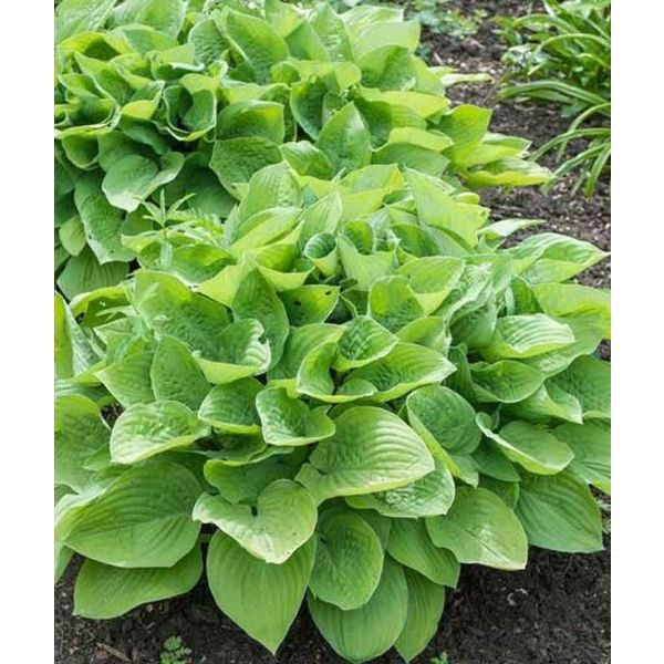 Hosta 'August Moon'  