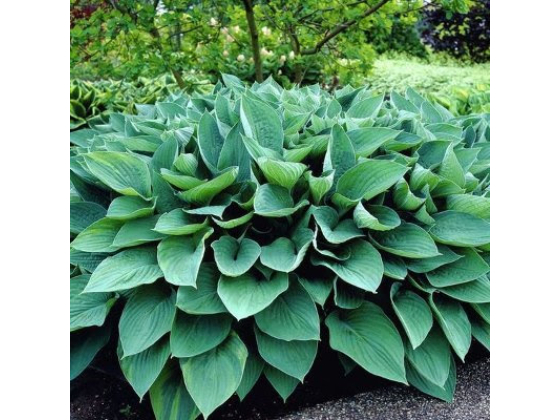 Hosta &lsquo;Hyacinthina&rsquo;  