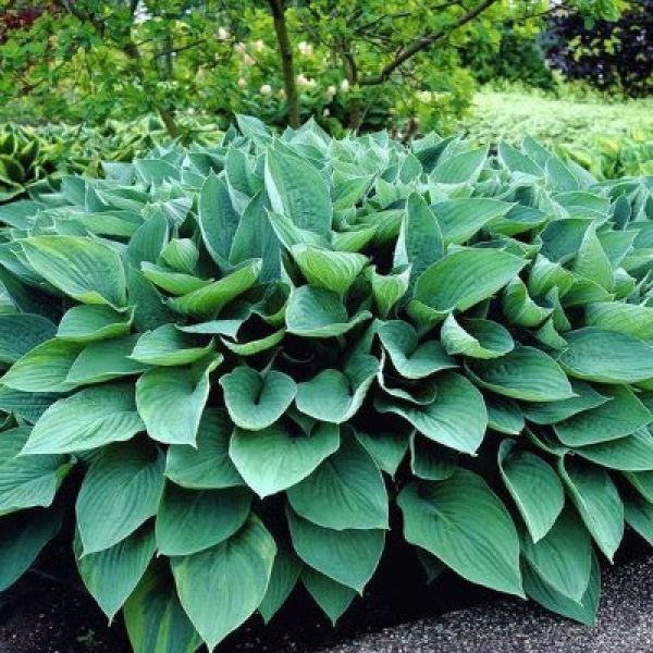 Hosta &lsquo;Hyacinthina&rsquo;  