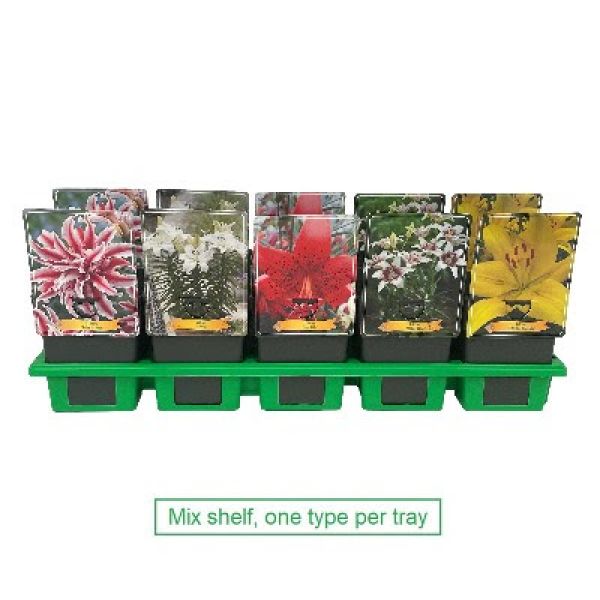 Diverse Liljer dukker opp her ca. 20. april - 11cm potte