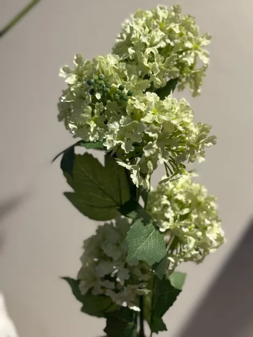 Viburno Ramo Ramo xs Con Foglie H.80