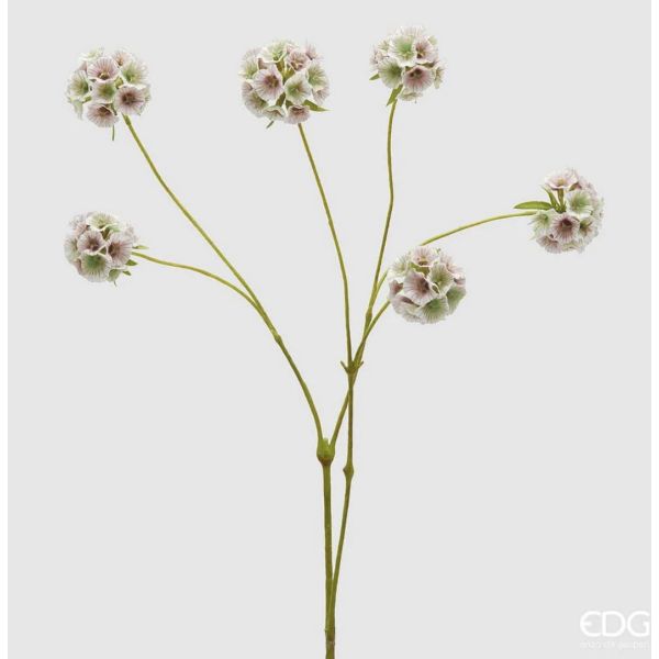 Scabiosa Ramo x6 H.66 C5