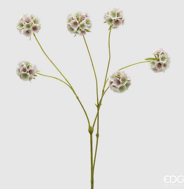 Scabiosa Ramo x6 H.66 C5