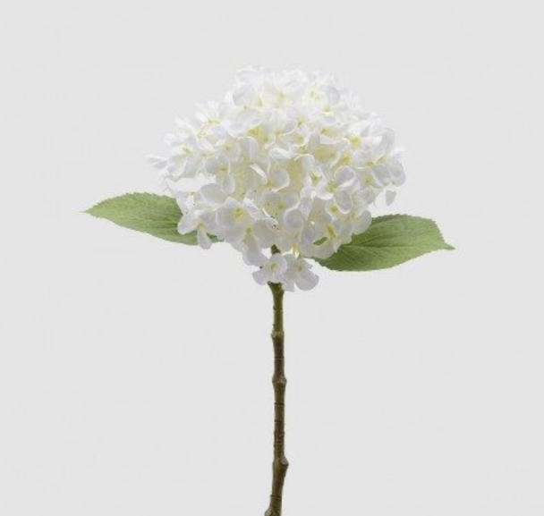 Hortensia