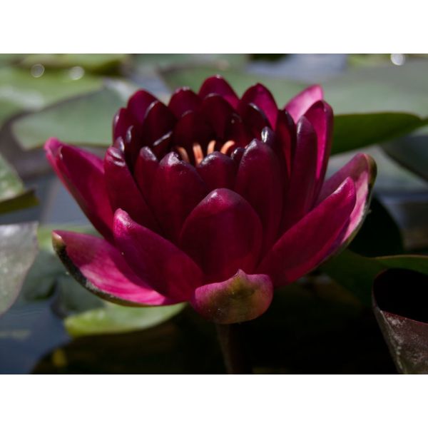 Vannlilje Nymphaeae Black Princess