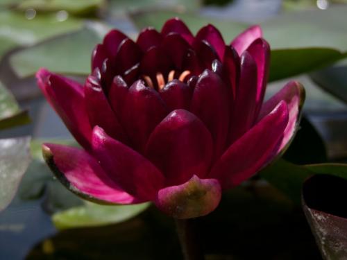 Vannlilje Nymphaeae Black Princess