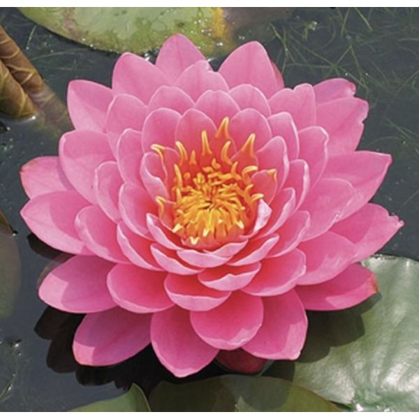 Nymphaea 'Fire Opal'