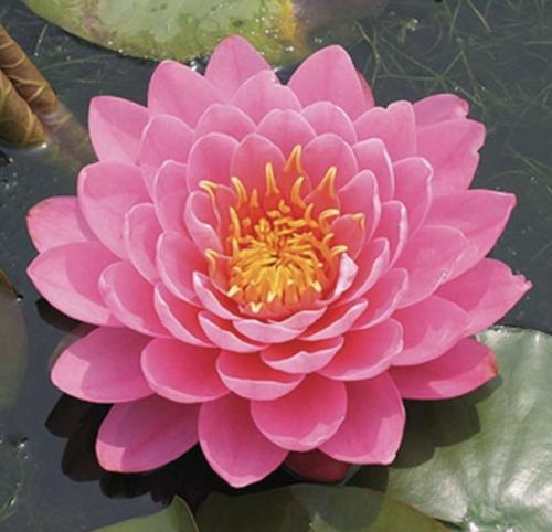 Nymphaea 'Fire Opal'