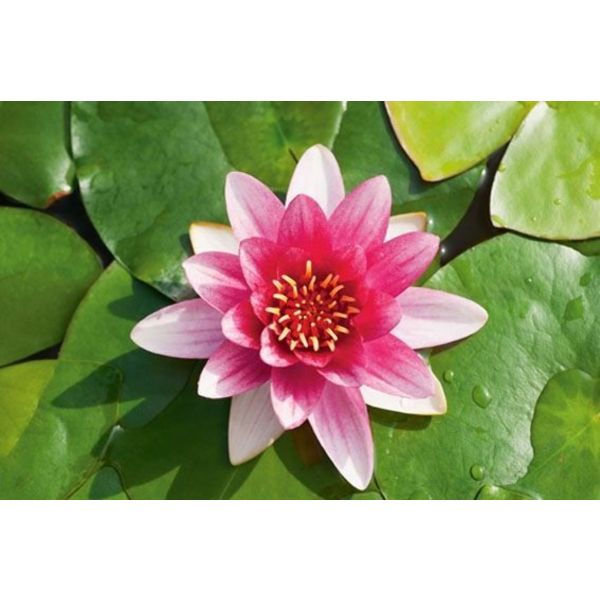 XXXL Nymphaea 'James Brydon'