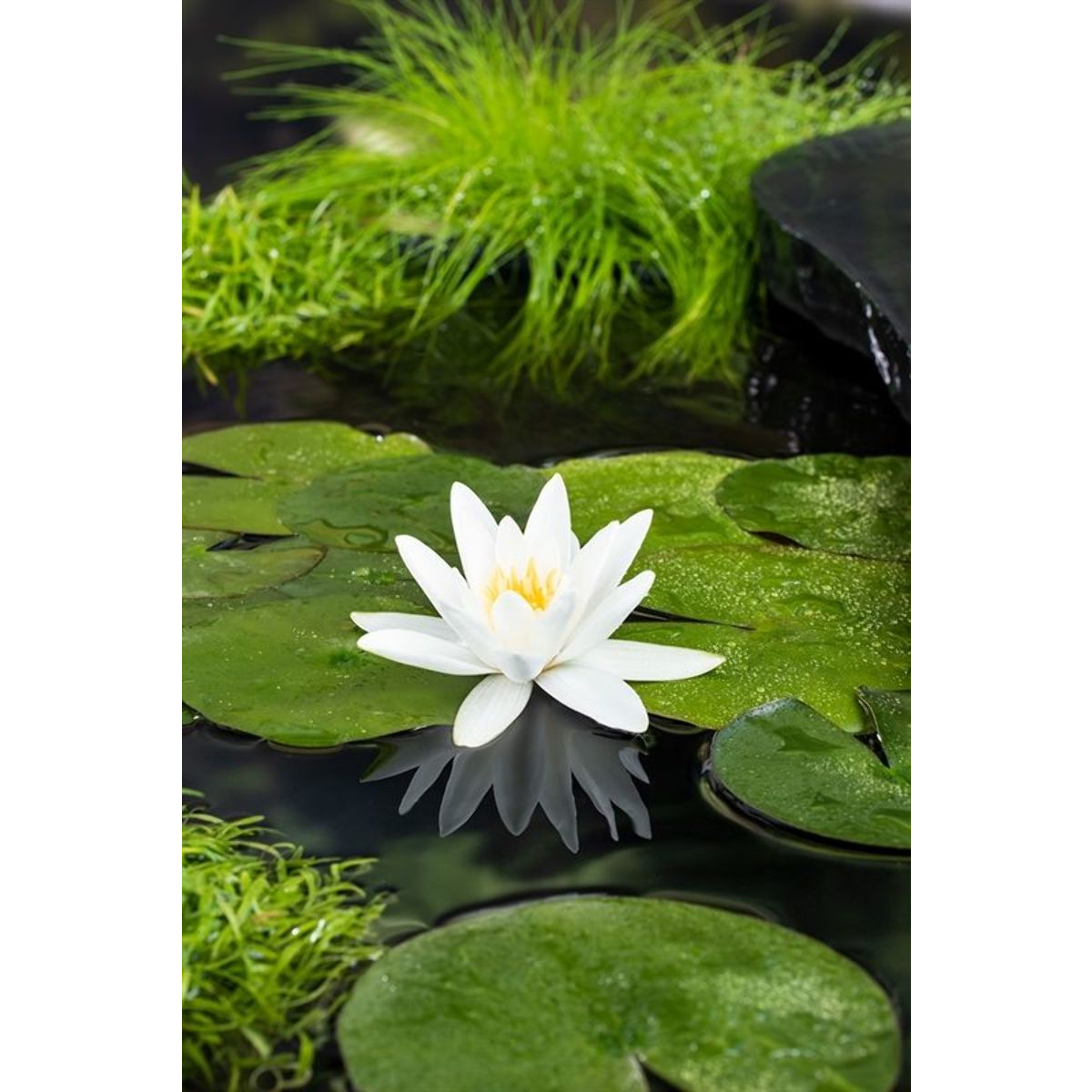Vannlilje Nymphaea Tetragona / mini 20-40cm - Lie Hagedam
