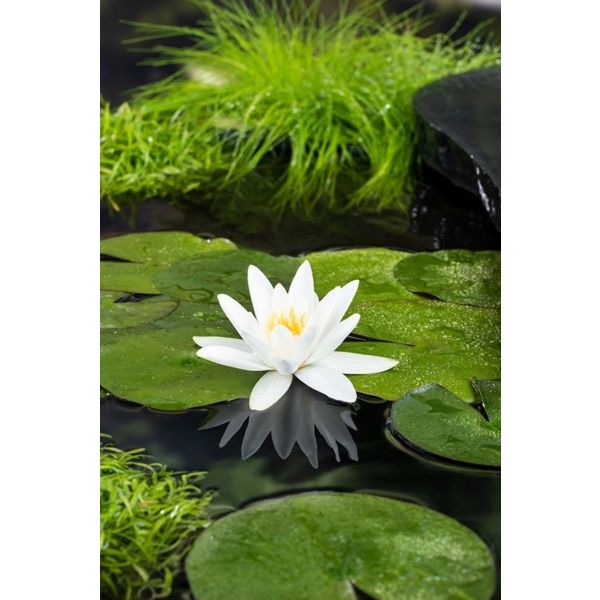 Vannlilje Nymphaea Tetragona / mini 20-40cm