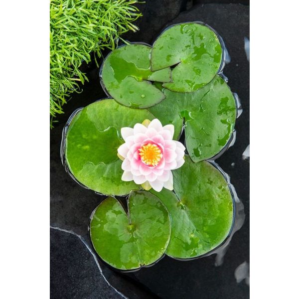 Nymphaeae Madame Wilfron Gonnère