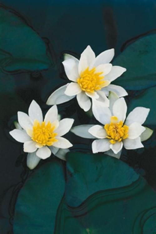 Nymphaea 'Pygmaea Alba'