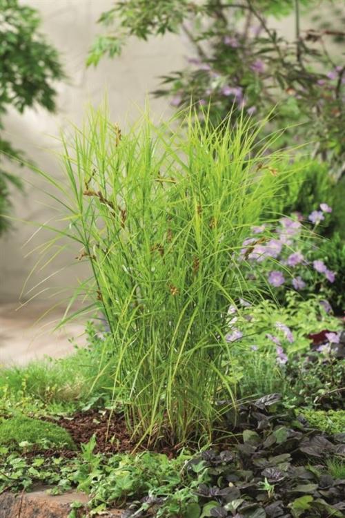 Carex muskingumensis