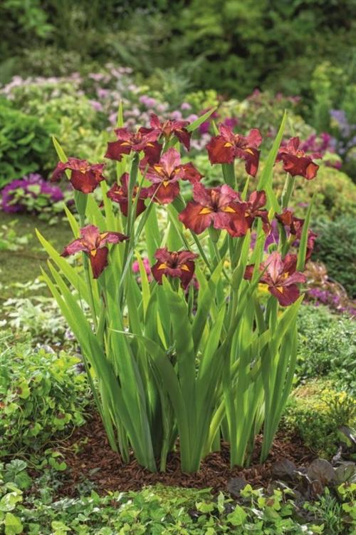 Iris (L) 'Ann Chowning'