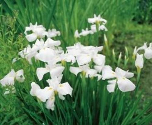Iris ensata white