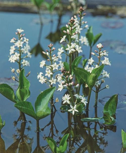 Menyanthes trifoliata