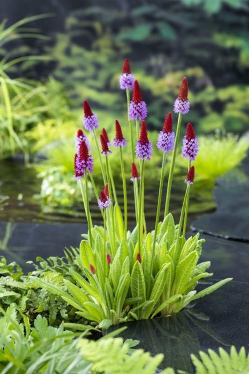 Primula vialii