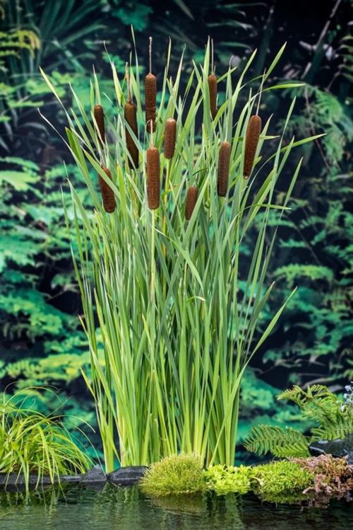 Typha latifolia