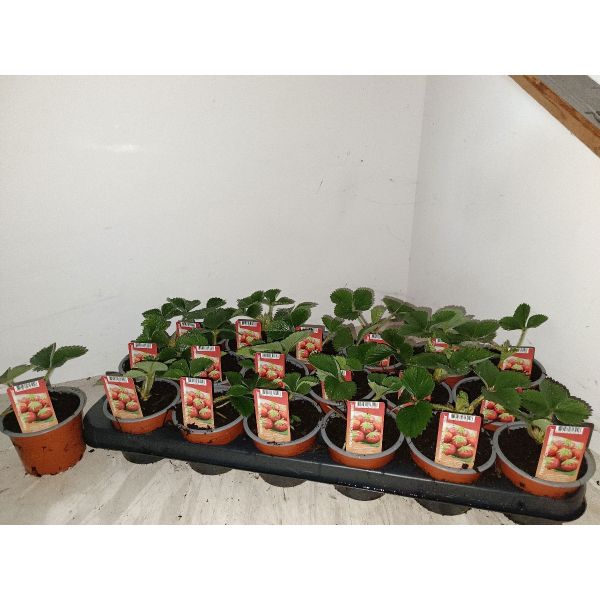 Jordbær Fragaria a. 'Senga Sengana'