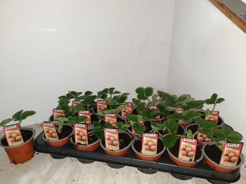 Jordbær Fragaria a. 'Senga Sengana'