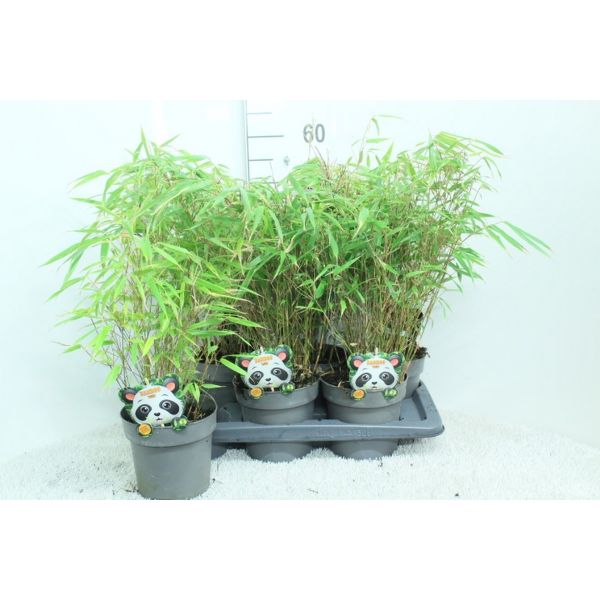 Fargesia rufa 60-80cm 2,0L potte