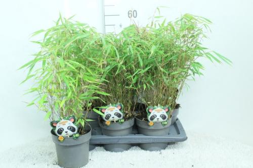 Fargesia rufa 60-80cm 2,0L potte