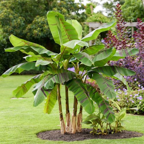 Musa sikkimensis 'Ever Red'