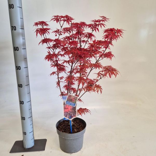 Acer pal. 'Skeeter's Broom' 50-60cm 3,0L potte