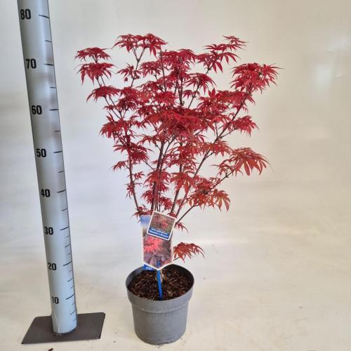 Acer pal. 'Skeeter's Broom' 50-60cm 3,0L potte
