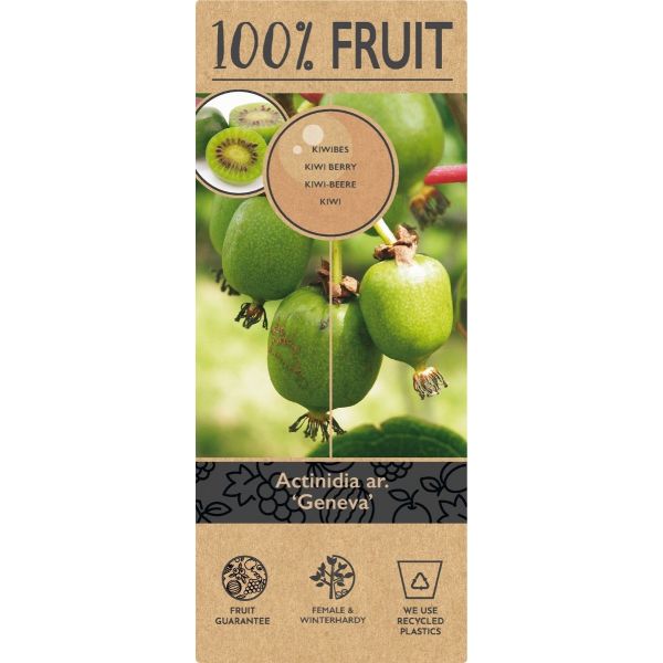 Actinidia arguta 'Geneva'