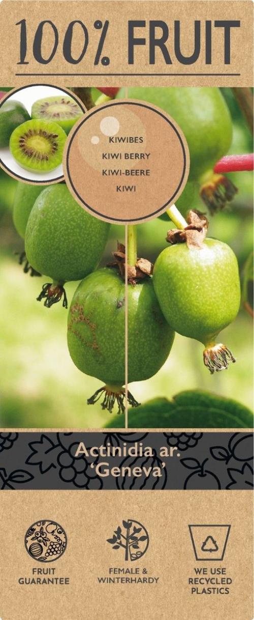 Actinidia arguta 'Geneva'