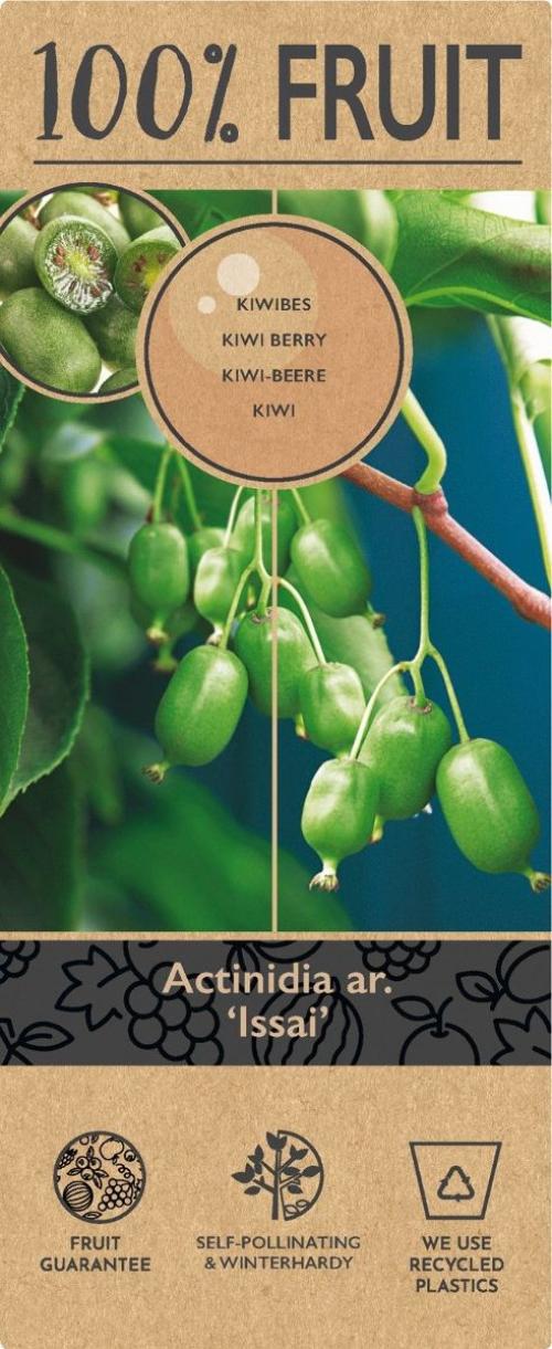 Mini Kiwi (Issai) ‘Actinidia ar’