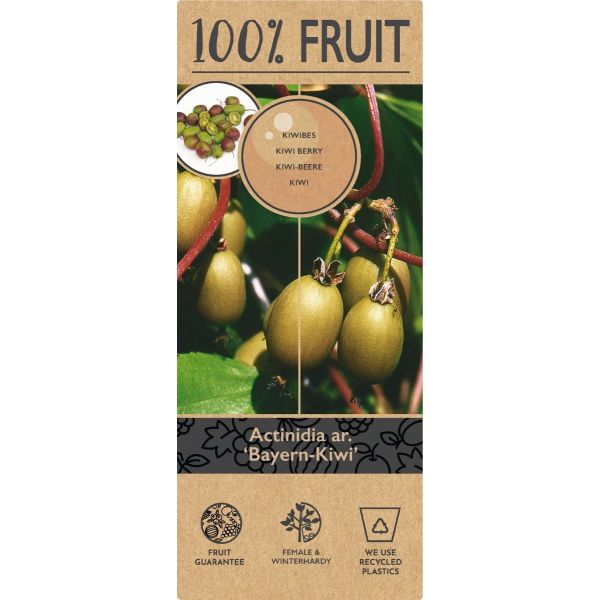 Actinidia arguta 'Bayern'