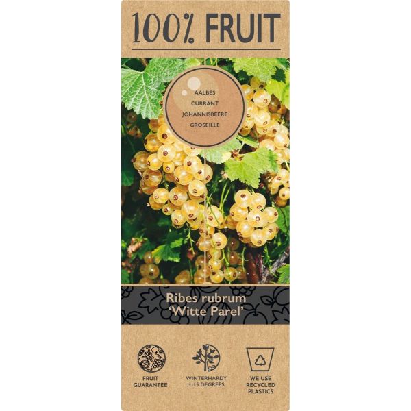 Ribes rub. 'Witte Parel'