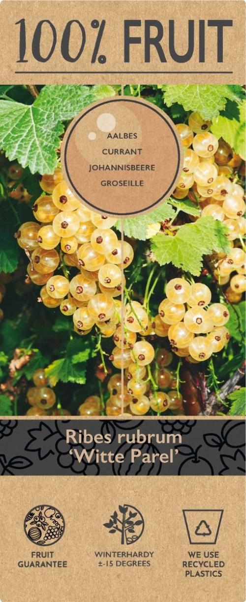Ribes rub. 'Witte Parel'