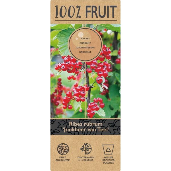 Ribes rub. 'Jonkheer van Tets'
