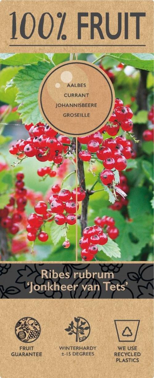 Ribes rub. 'Jonkheer van Tets'