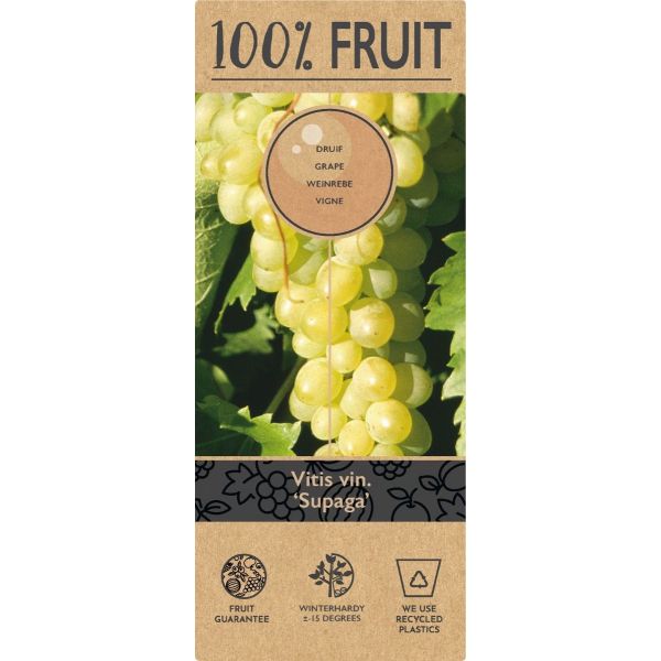 Vitis 'Supaga'